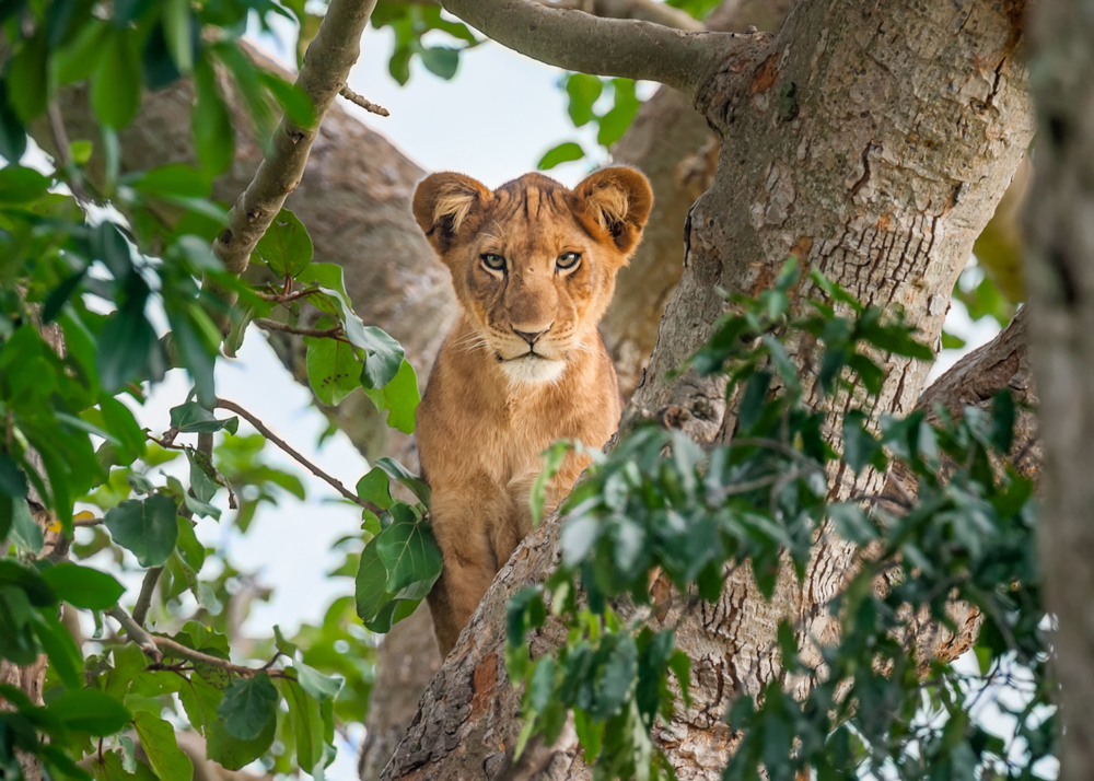 Kleiner Löwe in Baum