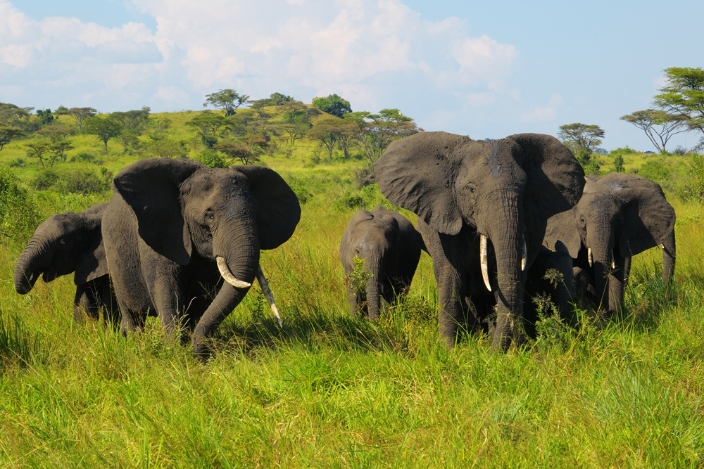 Elefanen in Uganda