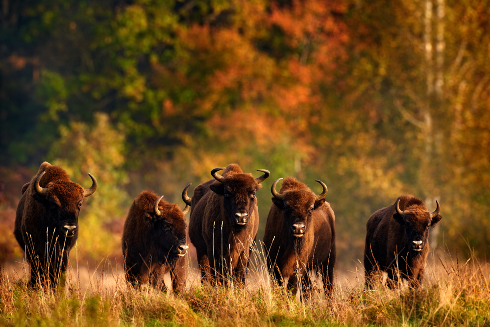 Bisons im Bialowieza Nationalpark