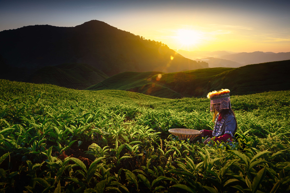 Cameron Highlands, Malaysia