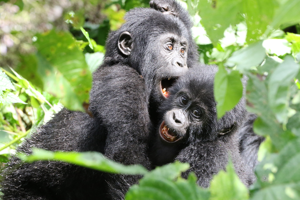 Kleine Berggorillas