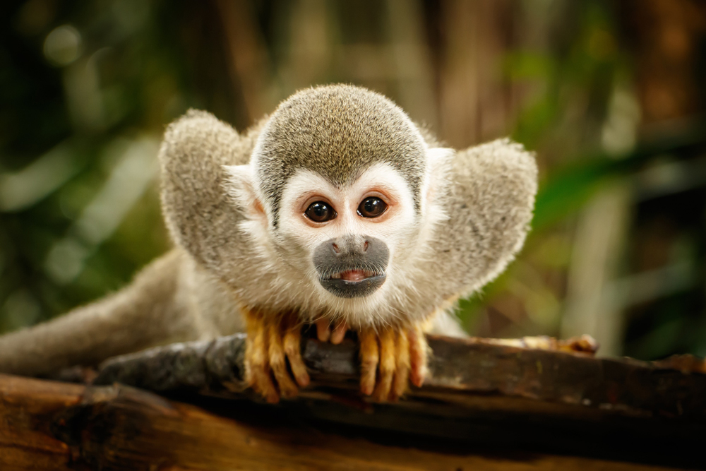 Affen in Ecuador