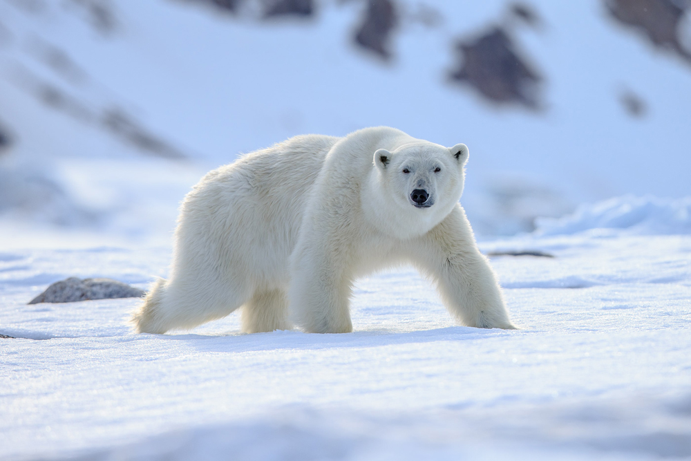 Eisbär in der Arktis