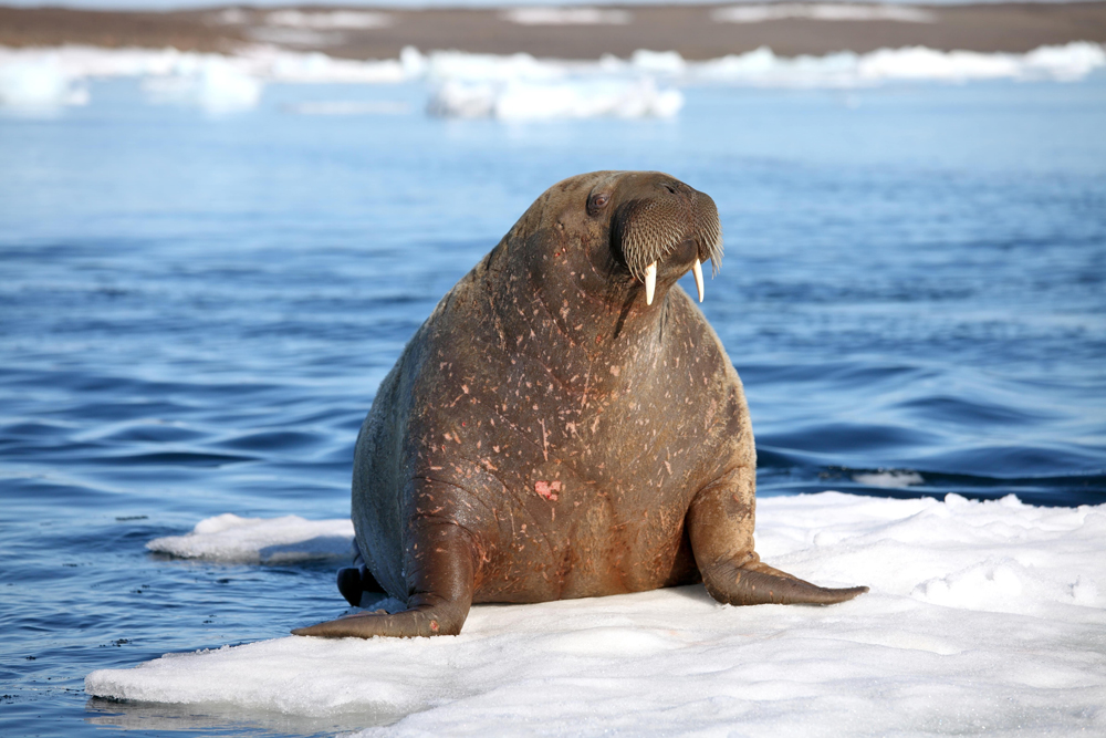 Walross Franz Josef Land