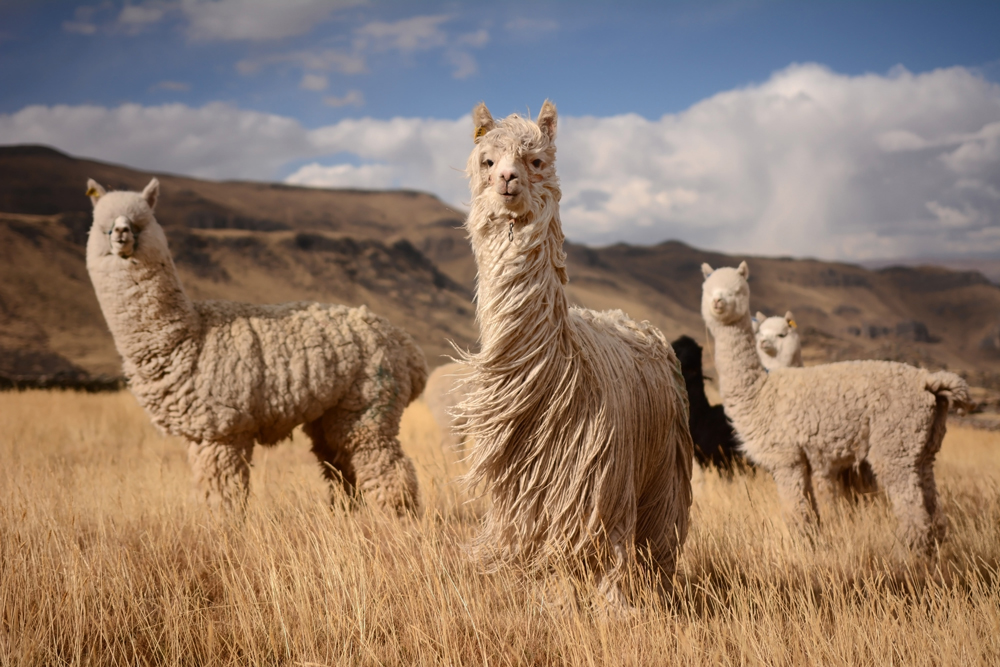 Lamas im Altiplano