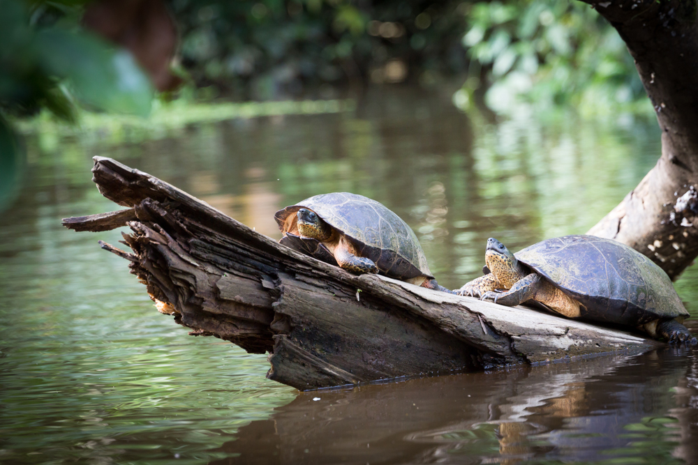 Schildkröten im Tortuguero Nationalpark