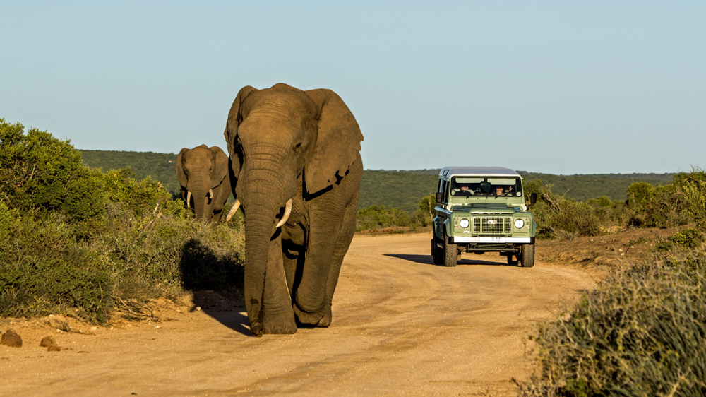 Elefanten in Südafrika