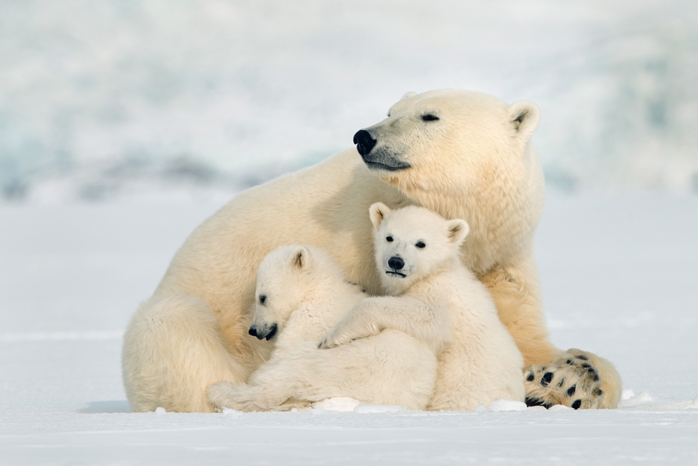 Eisbären Babies in der arktis