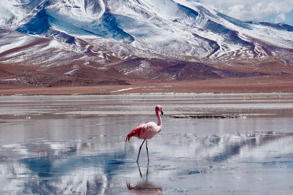 Anden in Bolivien