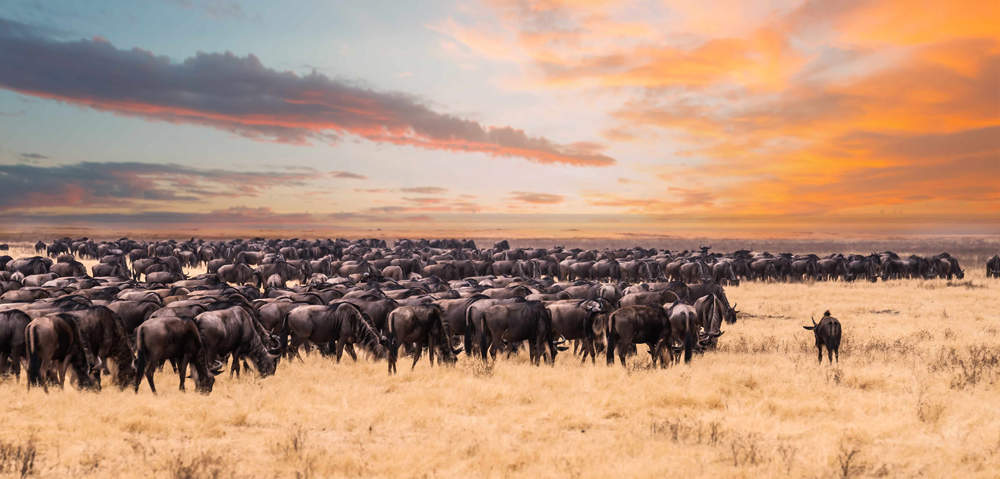 Gnu Wanderung Serengeti