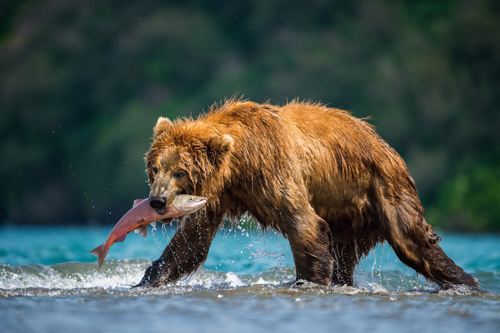 Brauner Kamtschatkabär