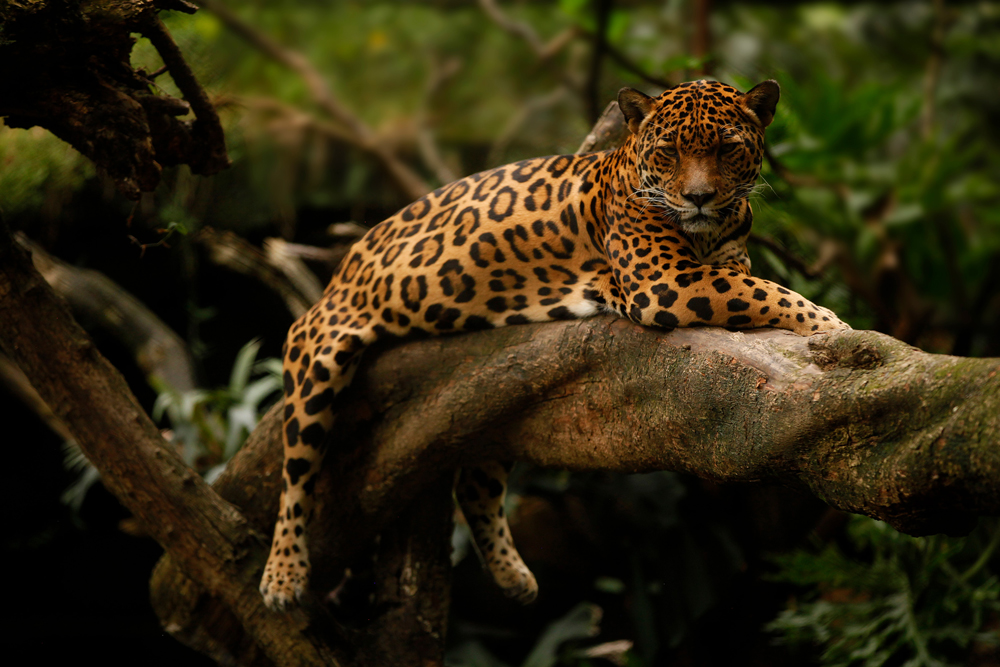Jaguar in Kolumbien