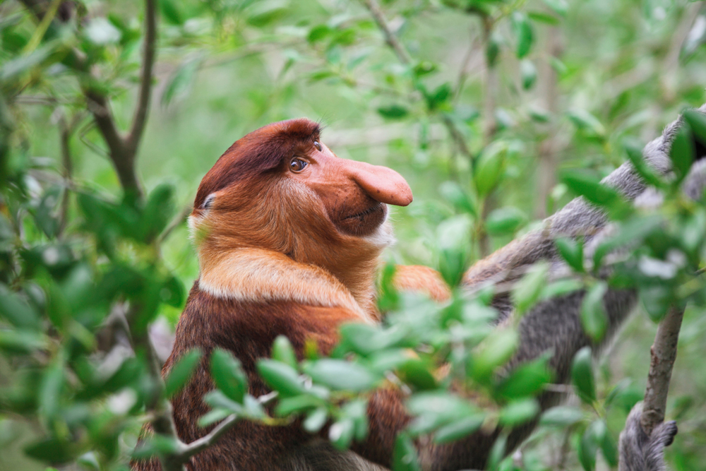 Nasenaffe im Bako Nationalpark