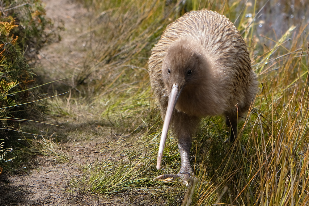 Kiwi Vogel