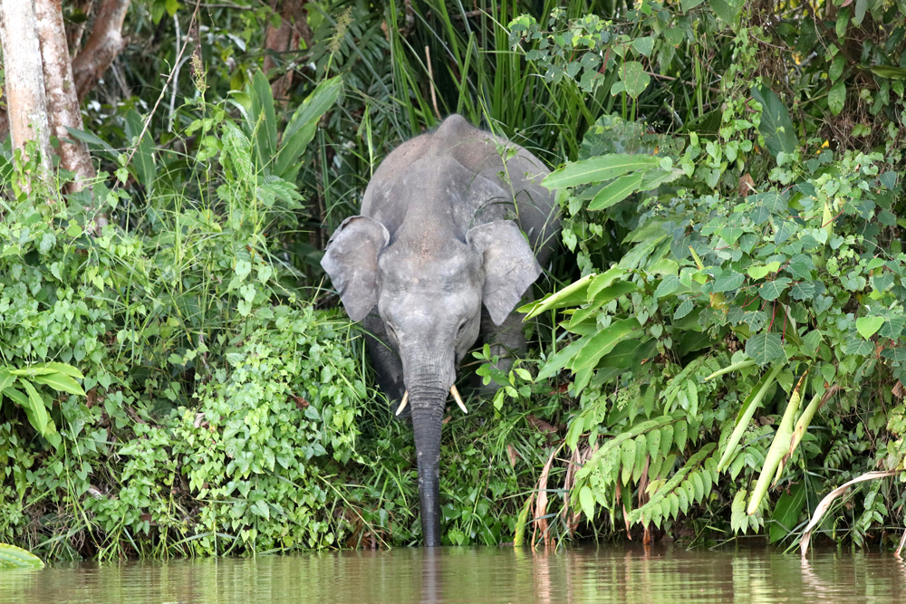 Elefant in Borneo