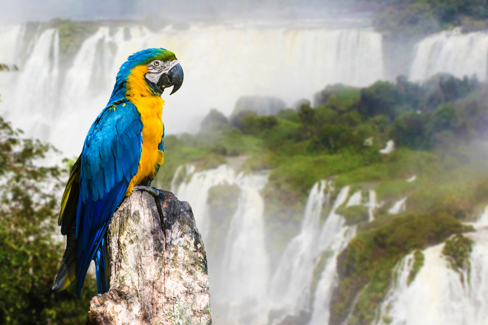 Papagei an den Iguazu Wasserfällen