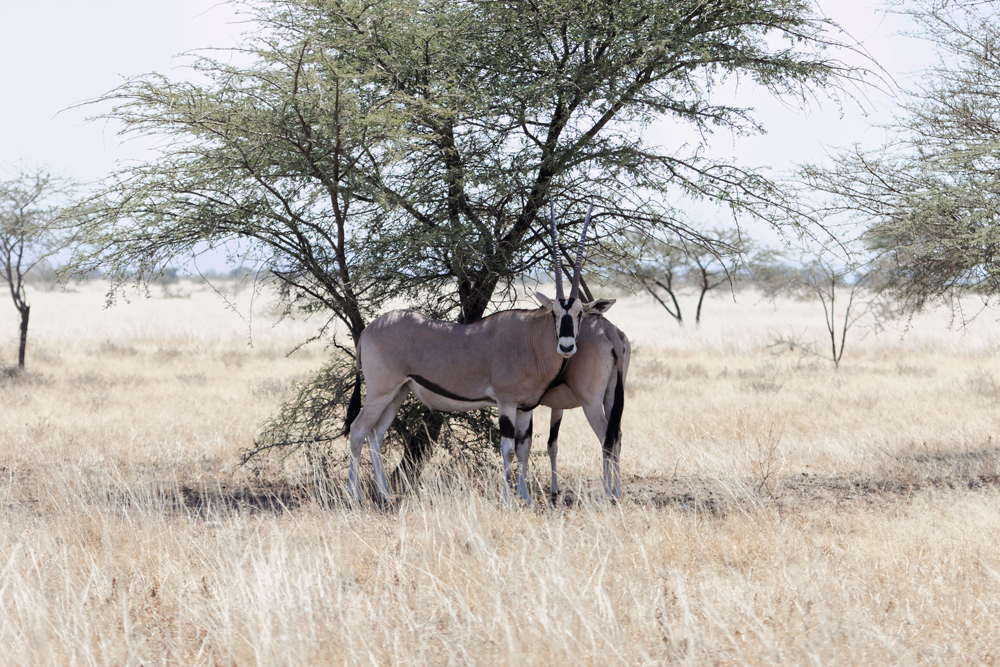 Tiere im Awash Nationalpark