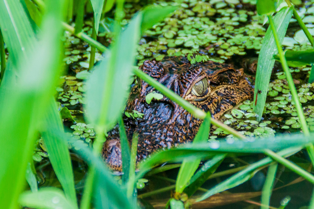 Alligator in Costa Rica 