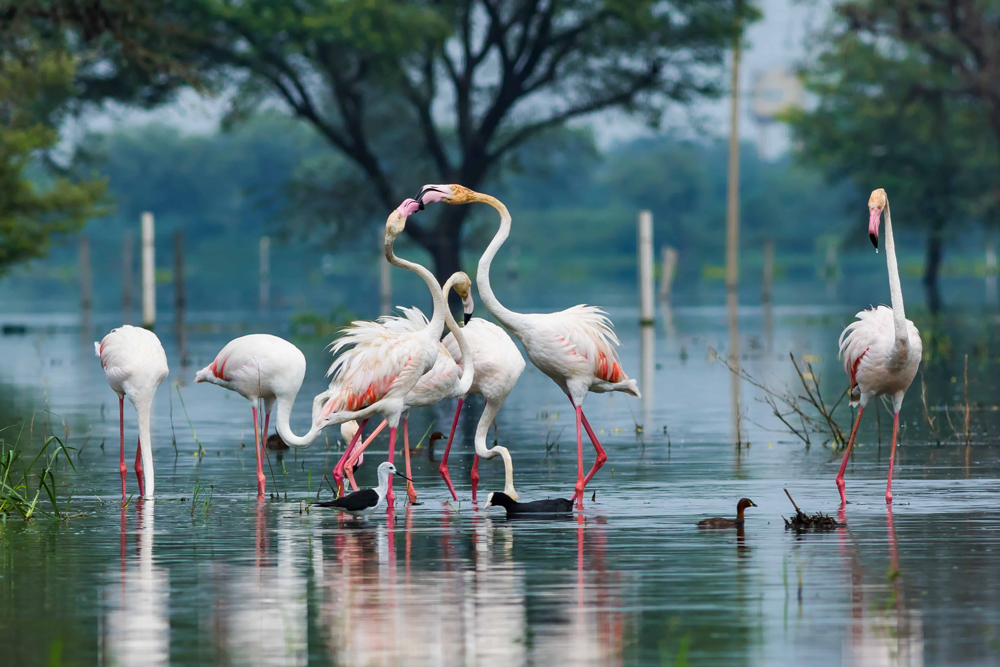 Flamingos im Keoladeo Nationalpark