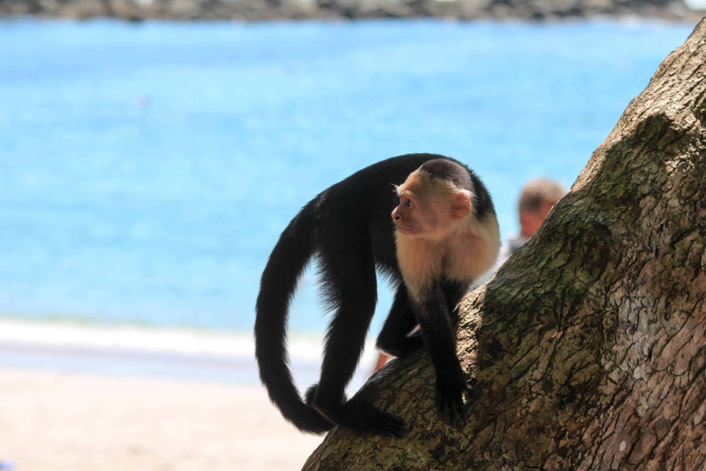 Affe im Cahuita Nationalpark