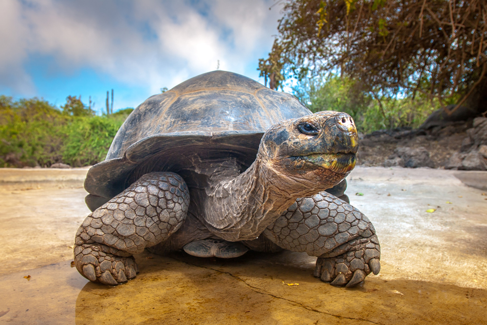 Riesenschildkröte Galapagos