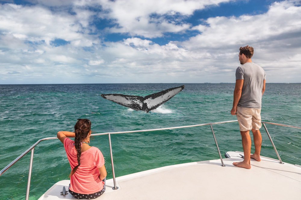 Whale Watching in Panama