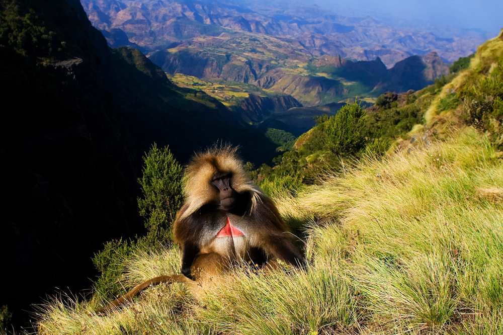 Pavian im Simien Nationalpark