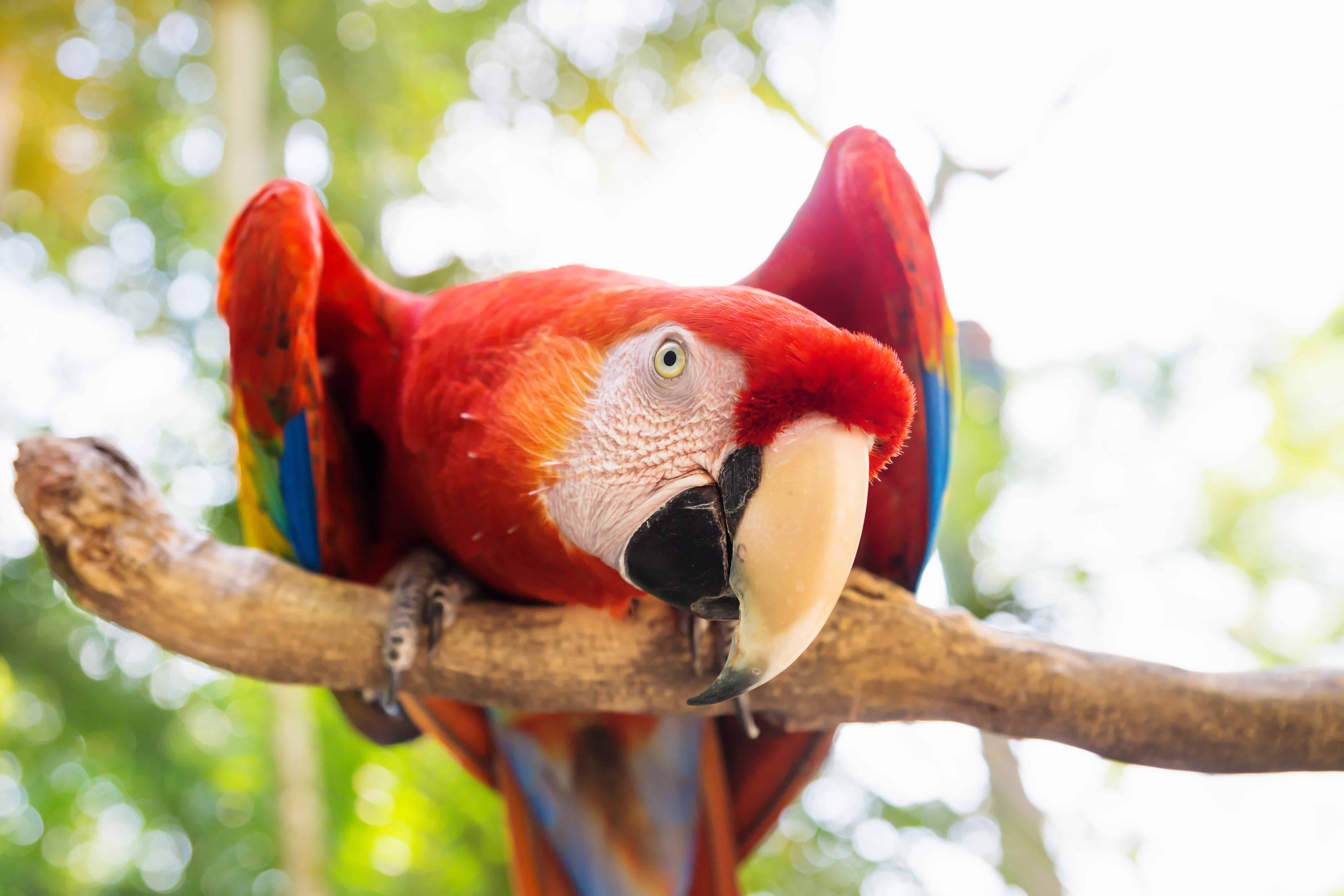 Papagei in Honduras