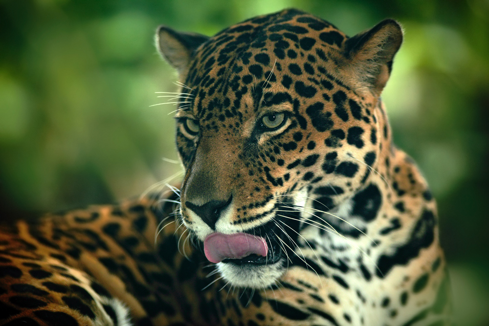 Jaguar in Costa Rica