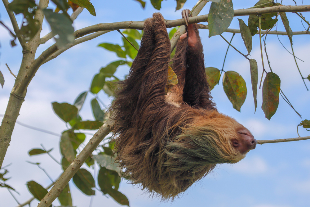 Faultier im Cahuita Nationalpark