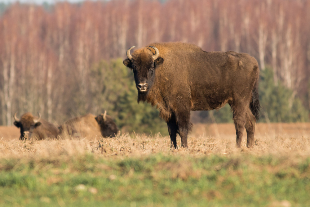 Wisent in Polen