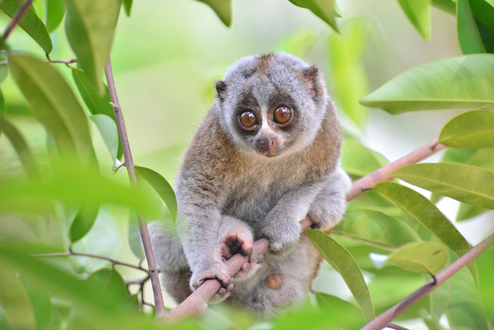 Loris in Vietnam