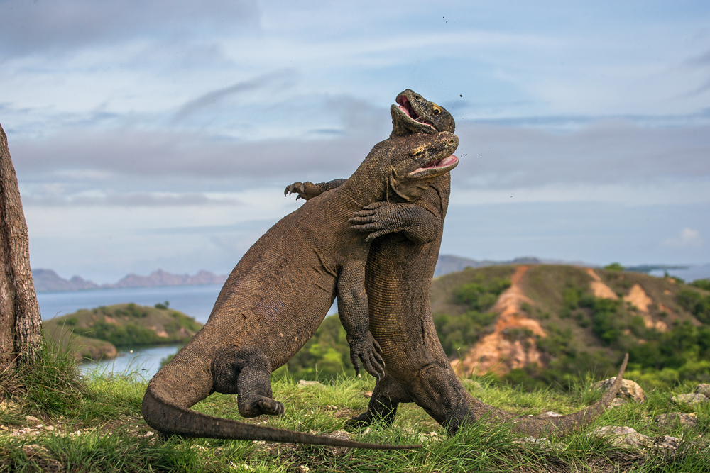 Komodo Island Komodowaran