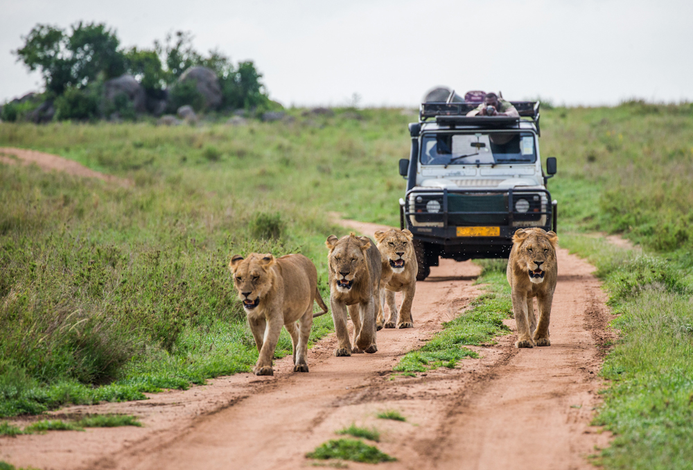 Löwen bei Safari