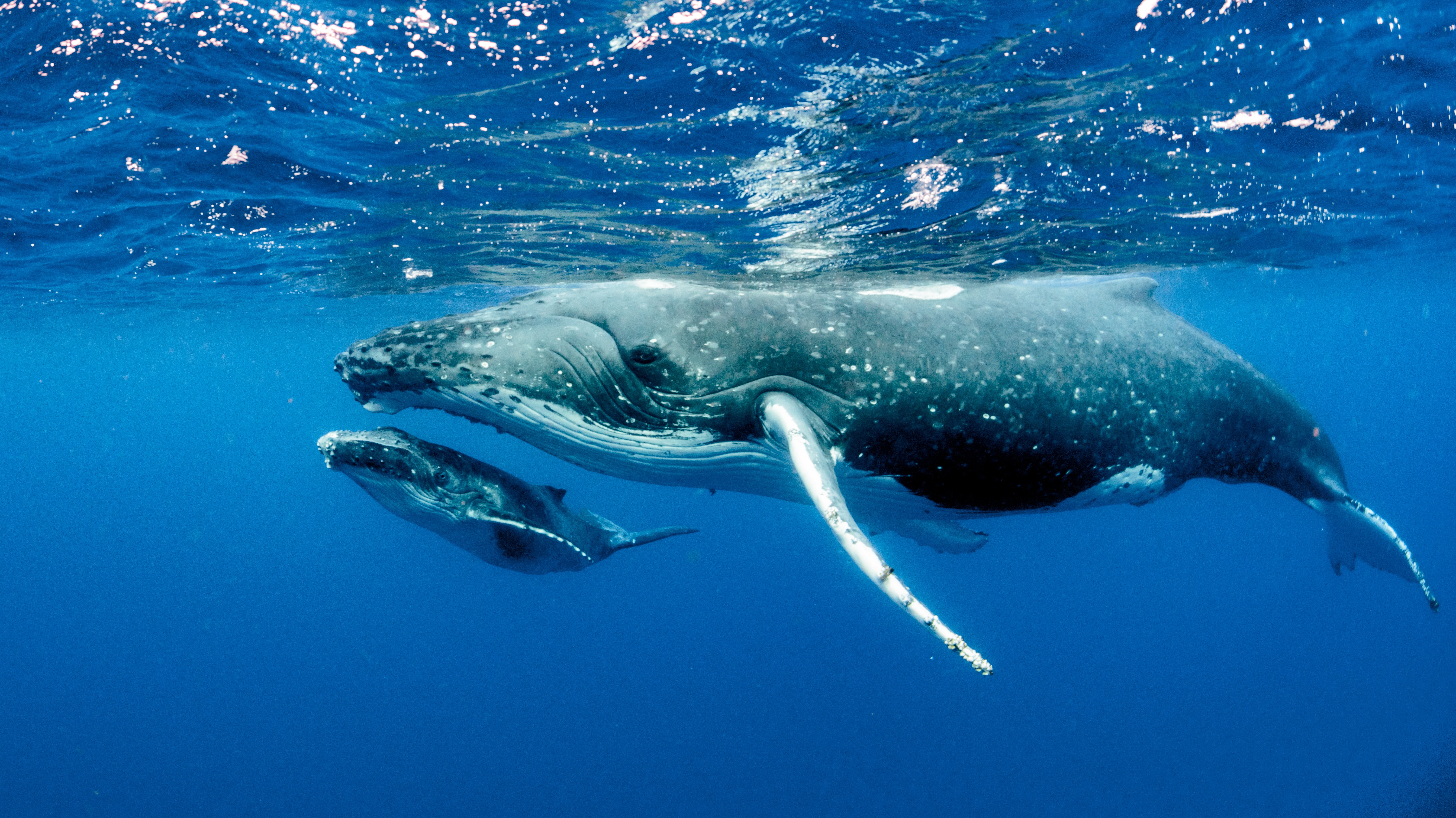 Buckelwale in Tonga