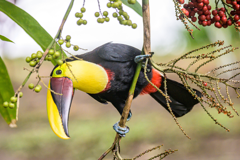 Tukan in Costa Rica