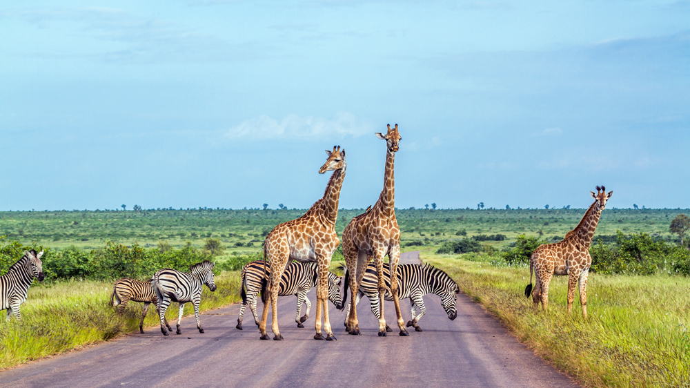 Giraffen und Zebas in Südafrika