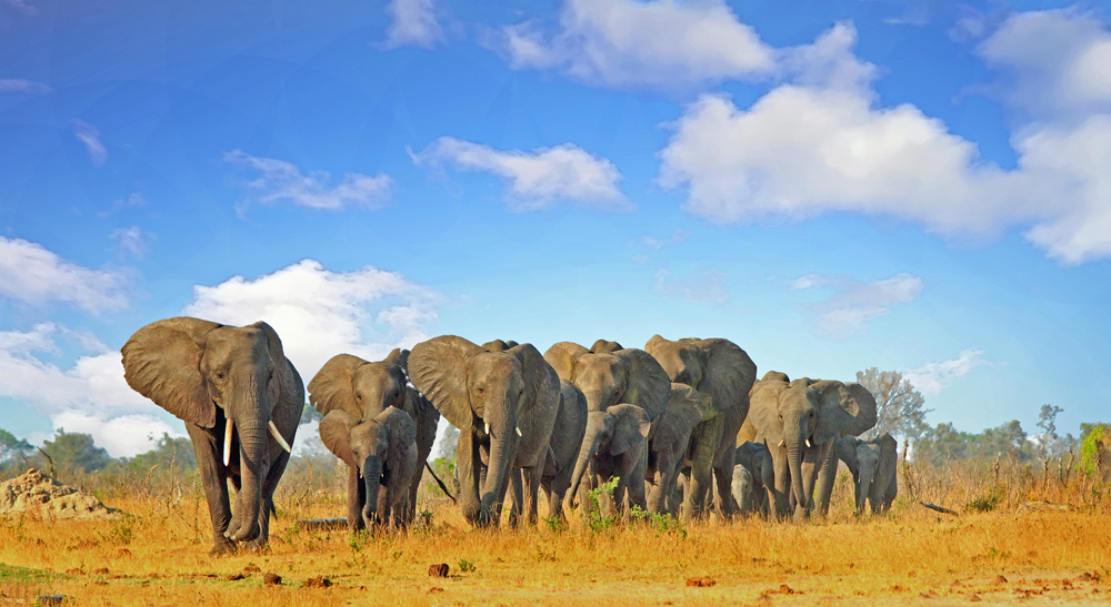 Elefantenherde in Simbabwe