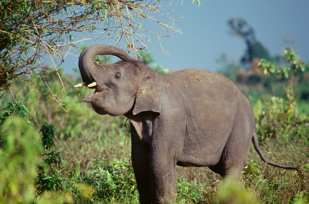 Sumatra Elefant
