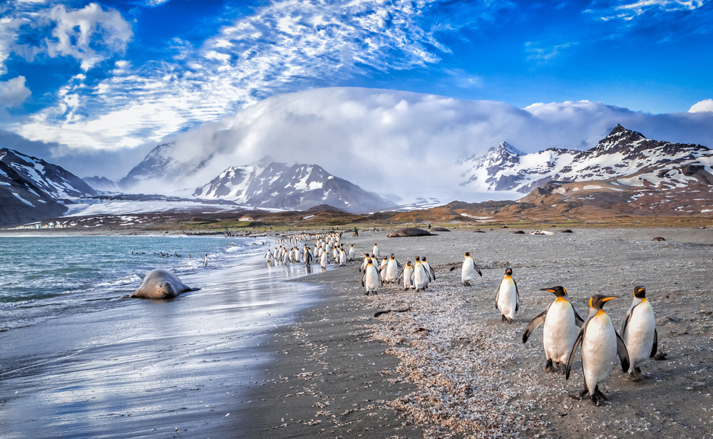 Pinguine in Südgeorgien