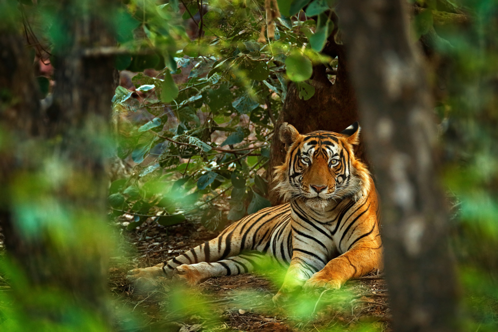 Tiger im Rhantambore Nationalpark