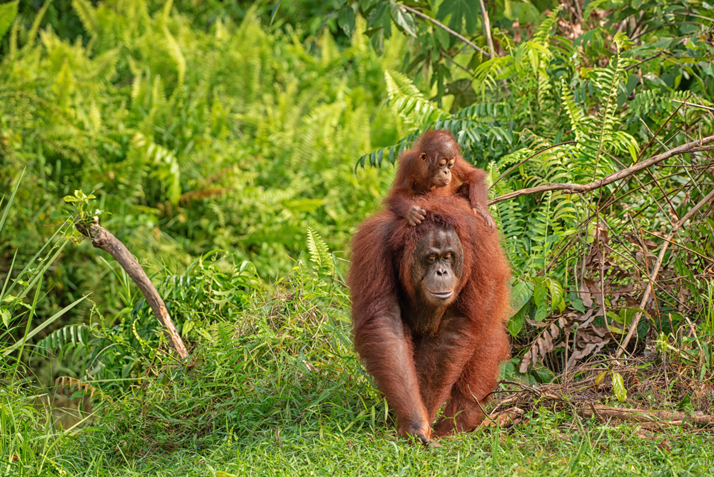 Orang Utan mit Baby