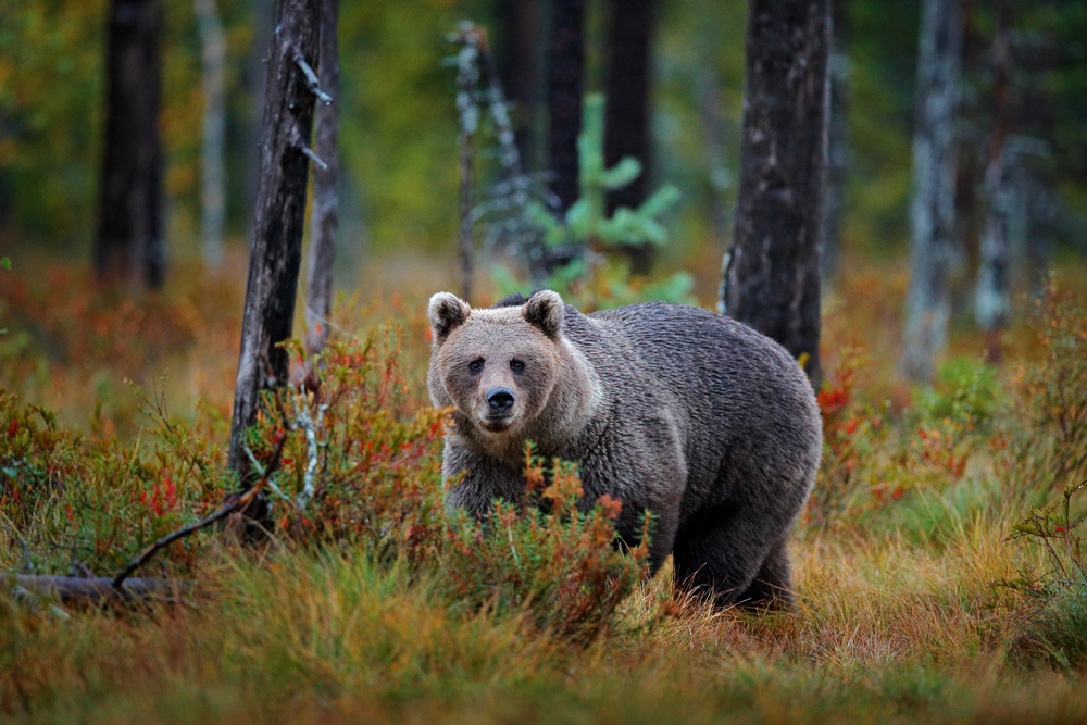 Bär in Rumänien