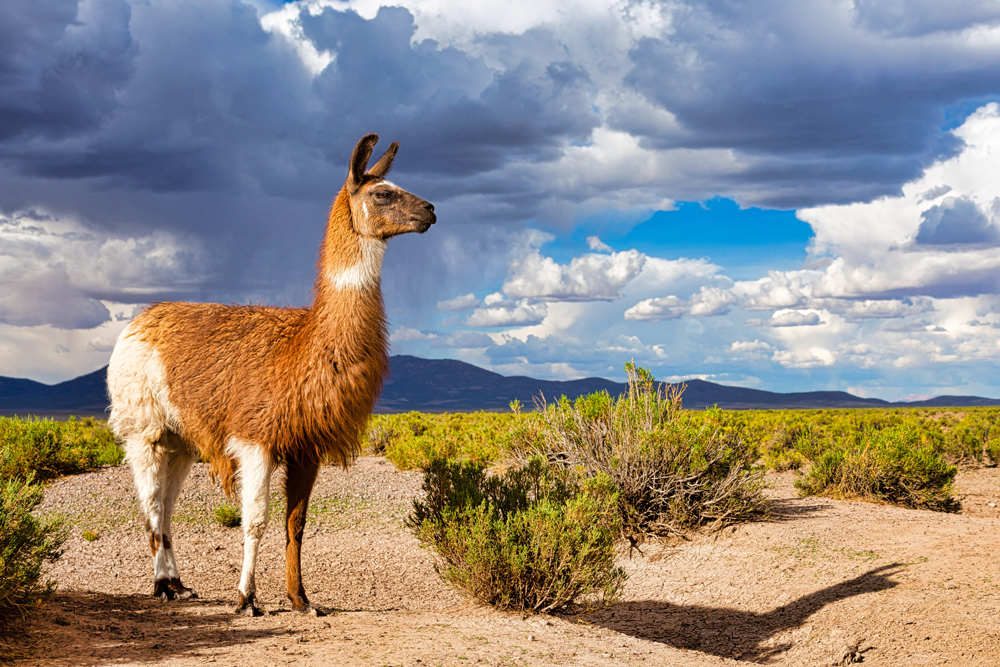  Lama in Argentinien