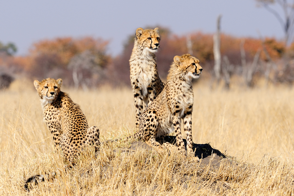 Geparden in Simbabwe