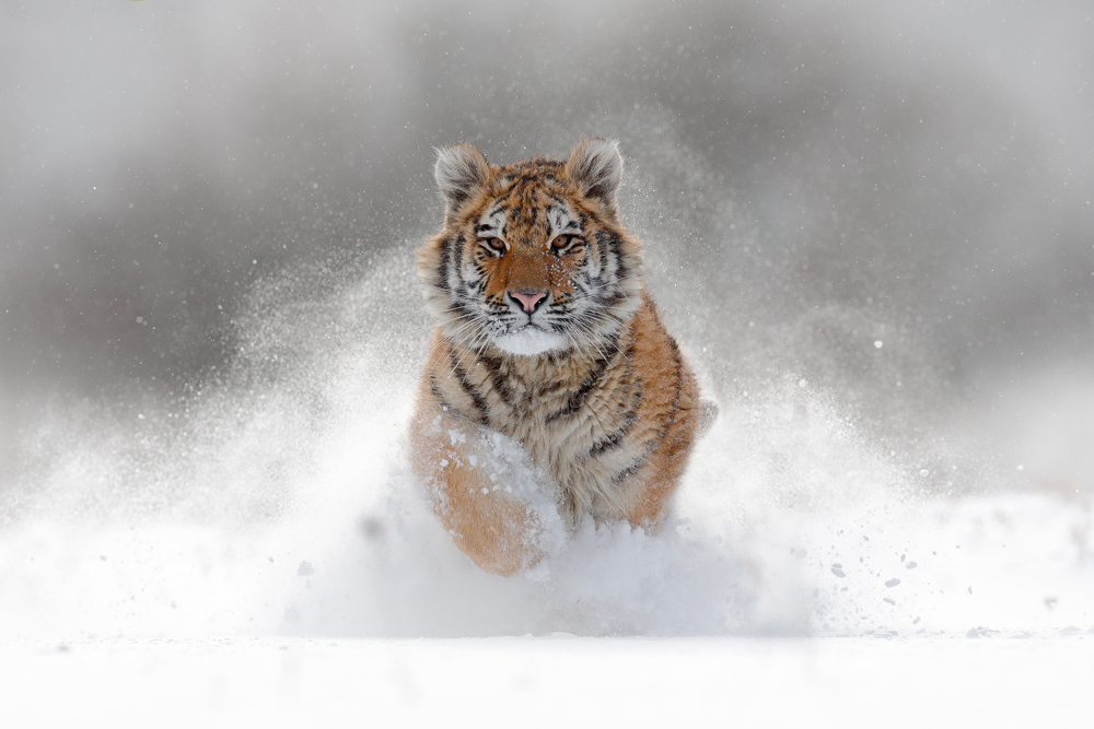 Siberischer Tiger im Schnee