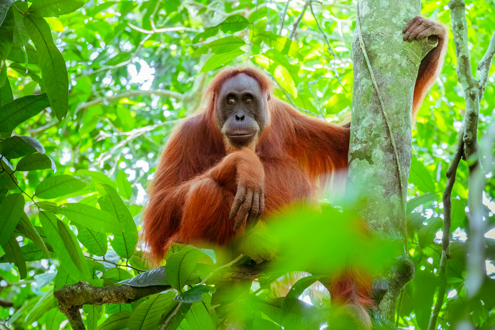 Orang Utan überlegt