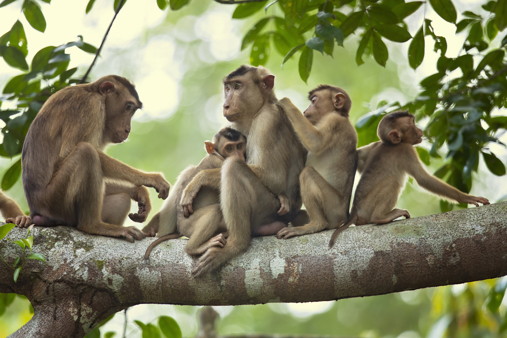 Makaken Familie in Borneo