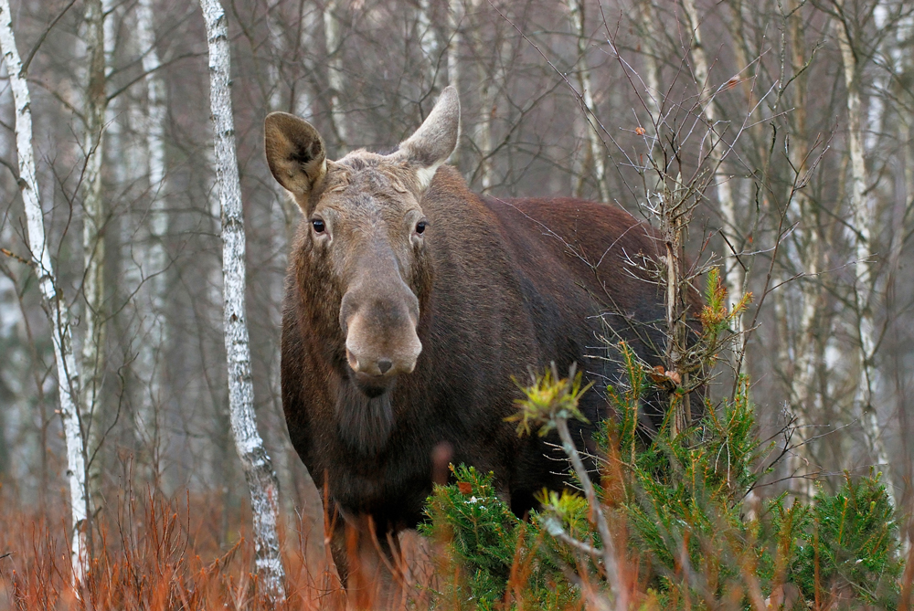 Elch im Biebrza Nationalpark 