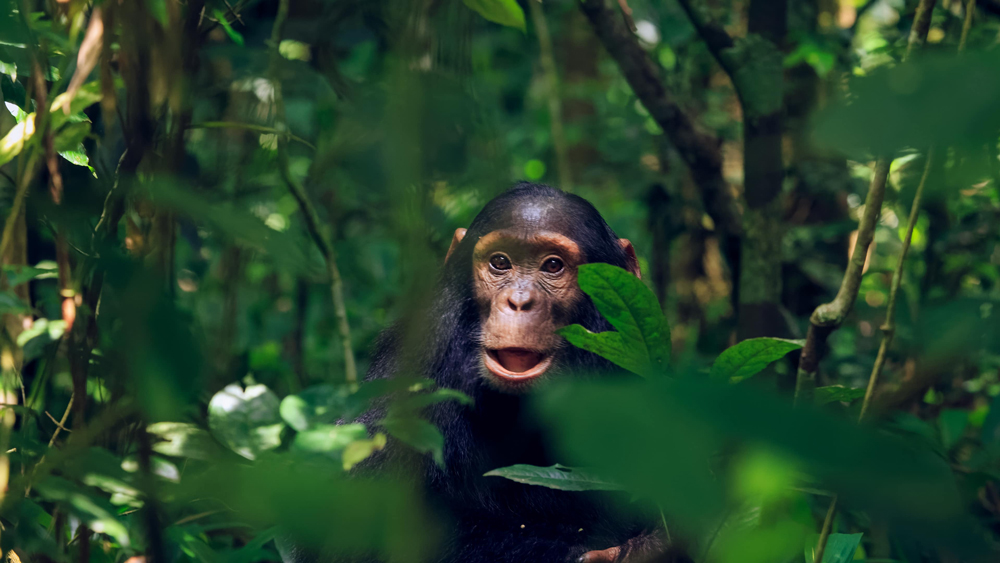 Schimpansen Kind im Kibale Nationalpark